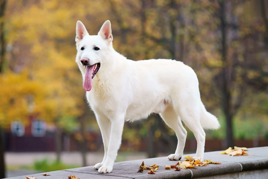 White German Shepherd: A Complete Guide To A White-Coat Dog