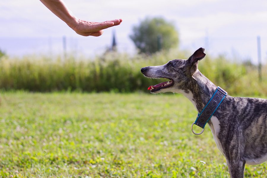 7 Essential Dog Commands Your Dog Needs To Know