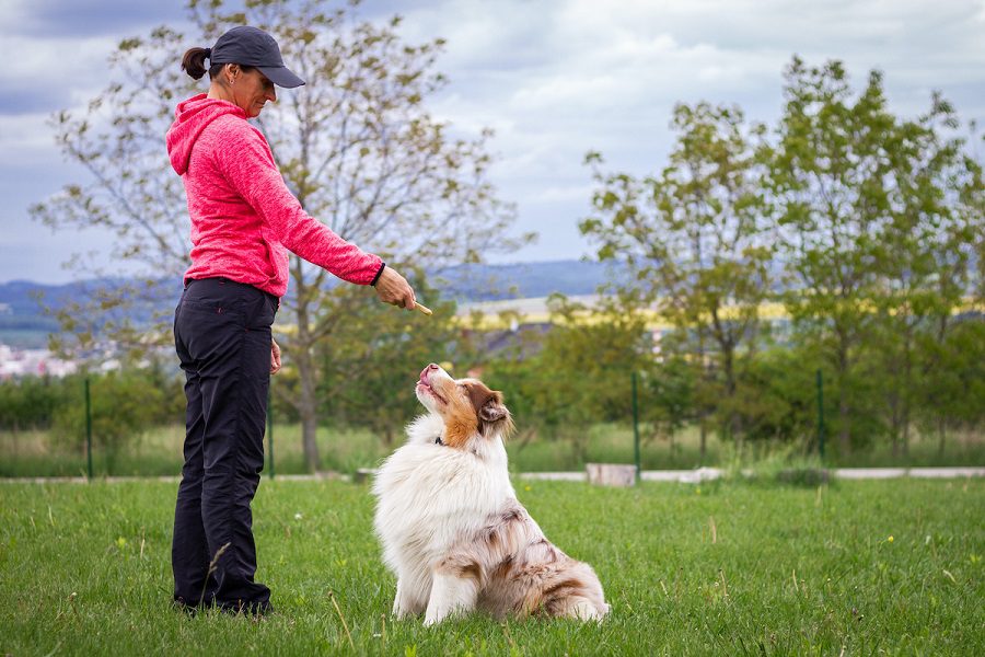 Boundary Training – Teach Your Dog To Obey
