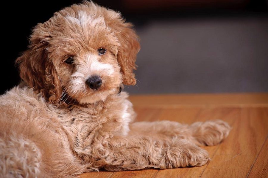 Cockapoo Dog Breed: A Hybrid of Charm And Intelligence