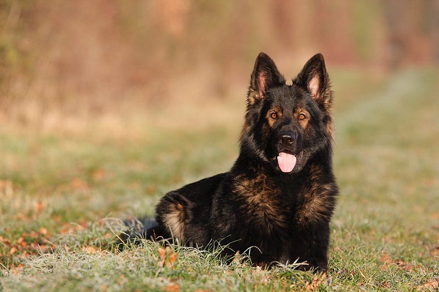 DDR German Shepherd: What You Need to Know About