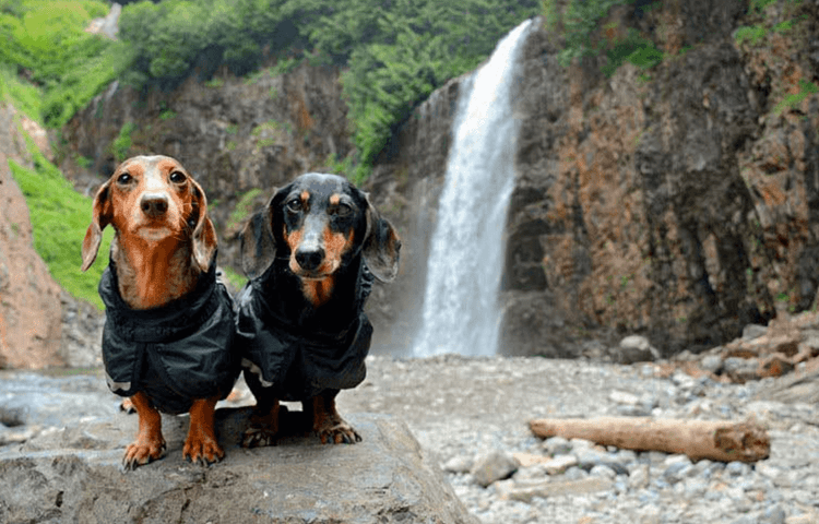 Items To Bring When Hiking With Your Dog