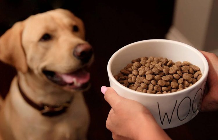 Advantages And Disadvantages Of Dry Dog Food