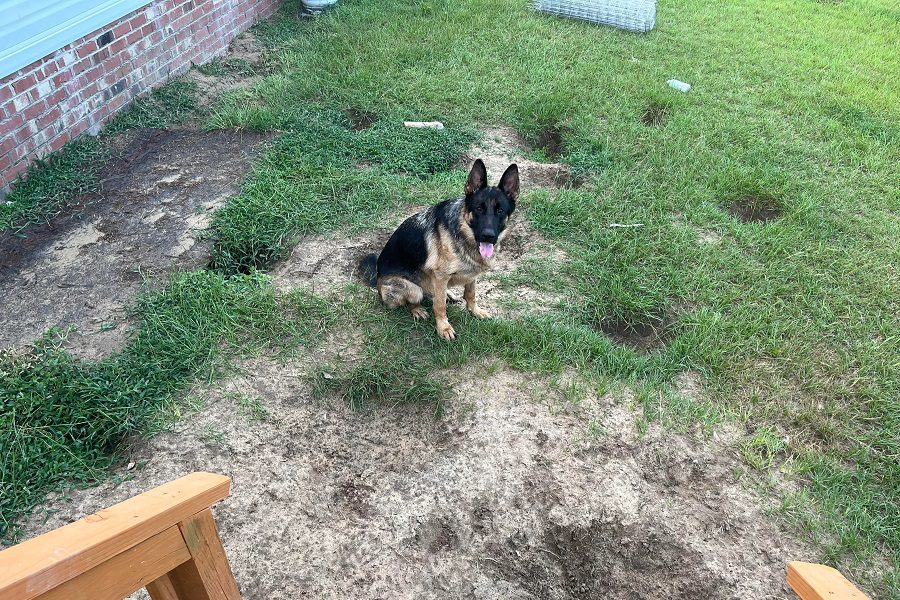 German Shepherd Digging Problem? Learn How To Reclaim Your Yard!