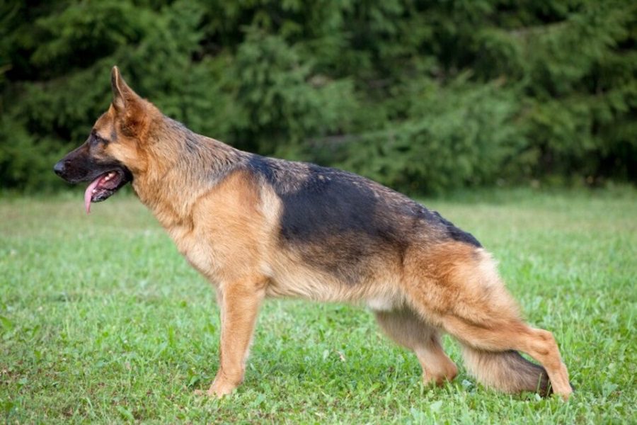Common German Shepherd Hip Problems & What You Can Do About Them