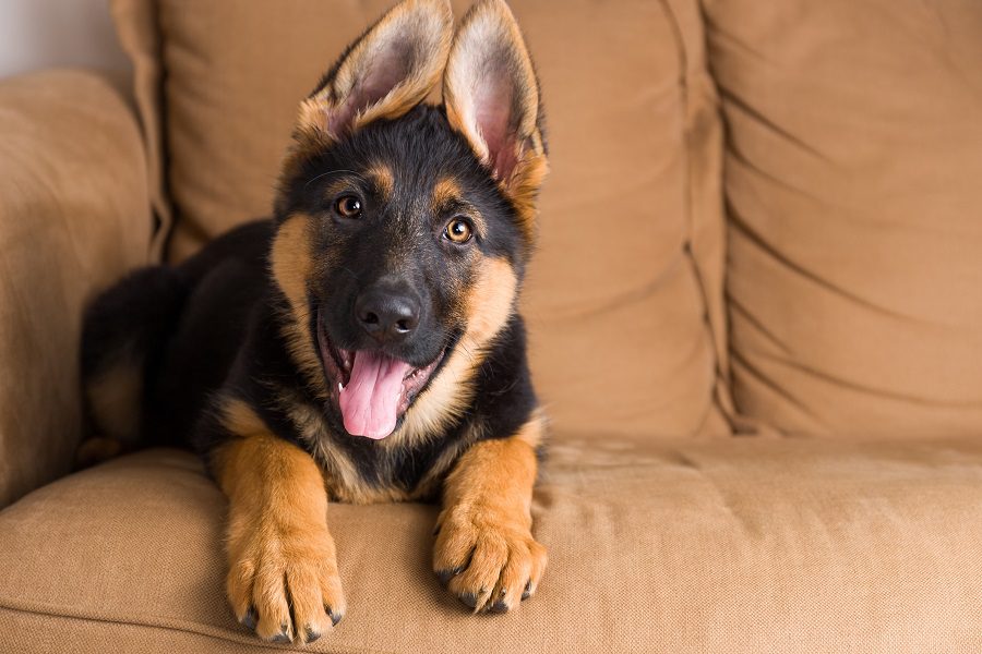 Forget The Breeders Think German Shepherd Puppy Adoption First