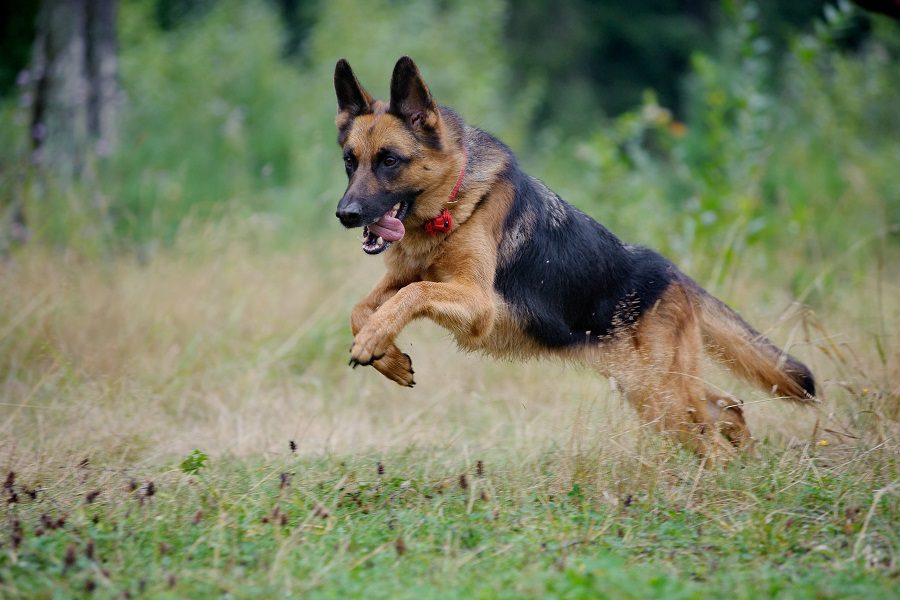 Your Pup Needs Exercise & Lots Of It – The Best Exercising Tips For German Shepherds