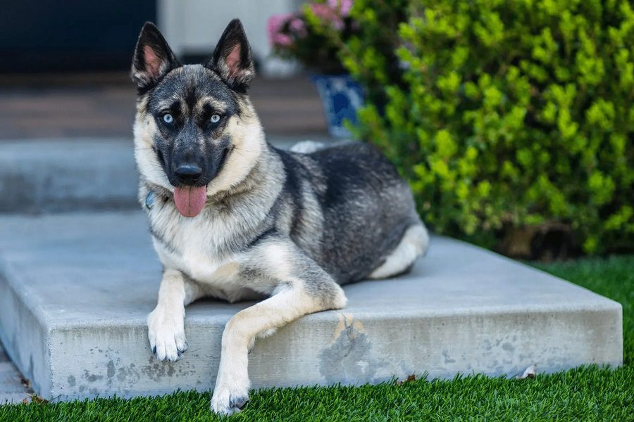 German Shepherd Husky Mix: Thing You Need To Know About
