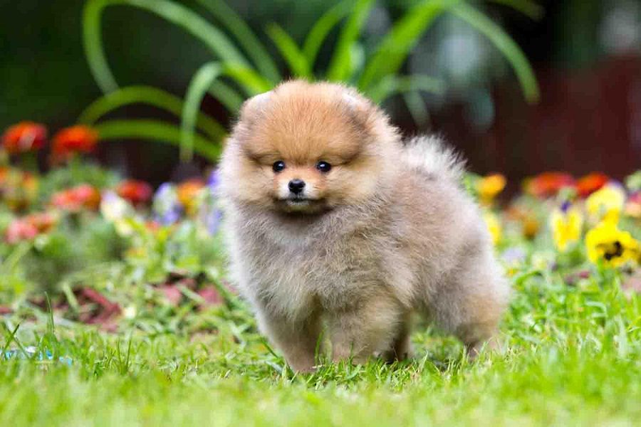 Learn How Much Could A Pomeranian Dog Cost You