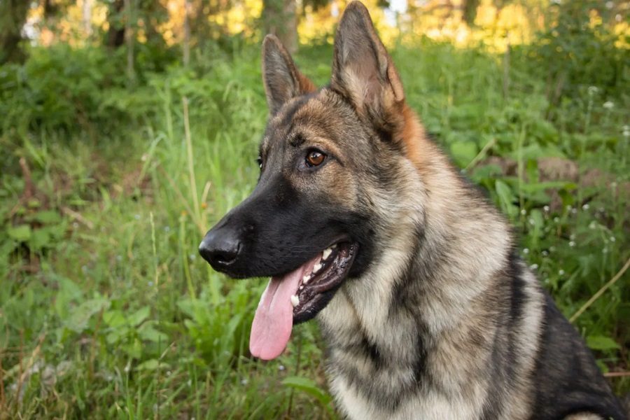 Sable German Shepherds: Why You Need to Get One