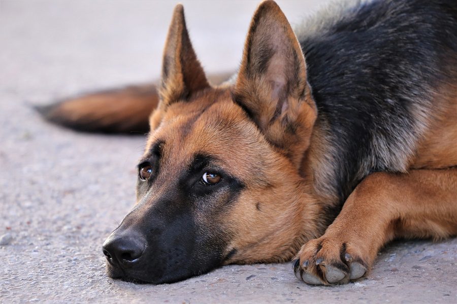 Separation Anxiety In German Shepherds & How To Avoid It