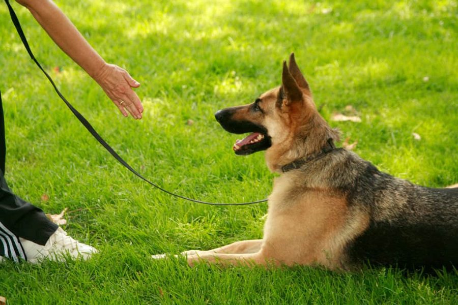 Voice Commands For German Shepherd - How Quickly Can They Learn