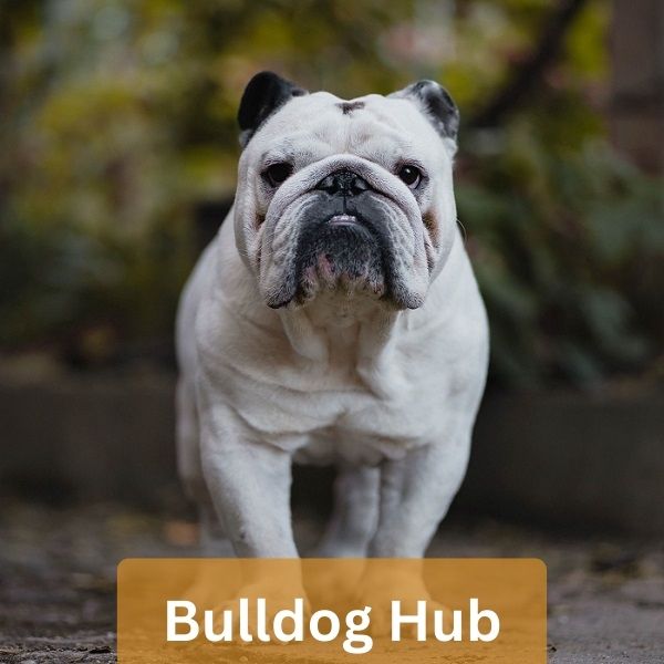 bulldogs hub