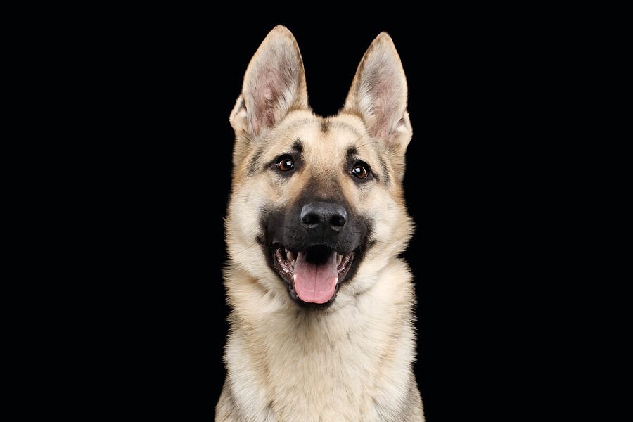 Dogs Like German Shepherds: 5 Breeds You Should Know About