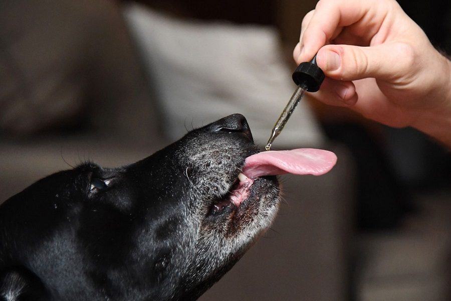 What Exactly Is CBD Oil For Dogs, And Does It Deserve The Hype?
