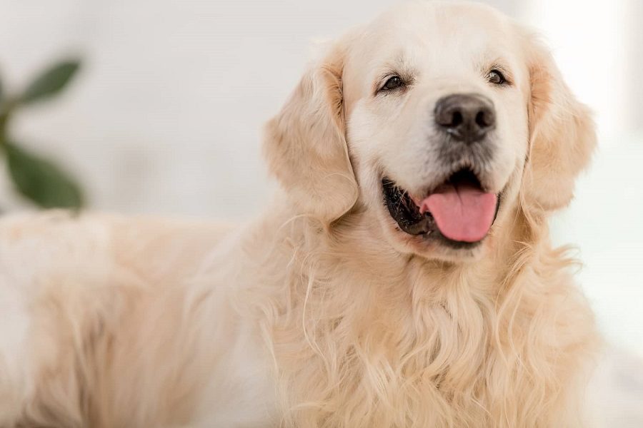 What Causes Facial Paralysis In Dogs And How To Treat It