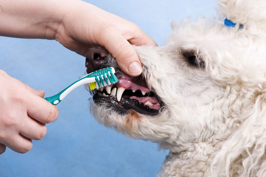 Do You Do These 5 Pet Hygiene Tips?