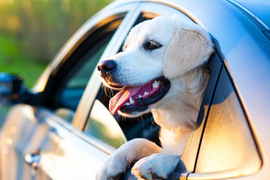 Traveling In A Car With Your Dog