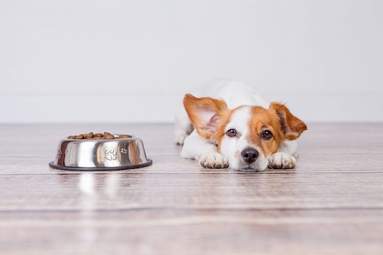 Which Is Better For Your Dog?