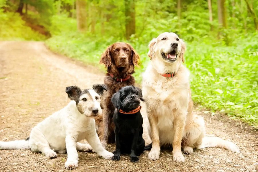 Types Of Personalities In Dogs And How to Find One That Would Suit You