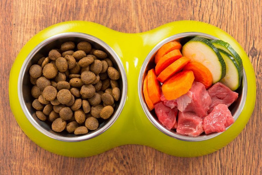 Fresh Dog Food Vs Canned Food