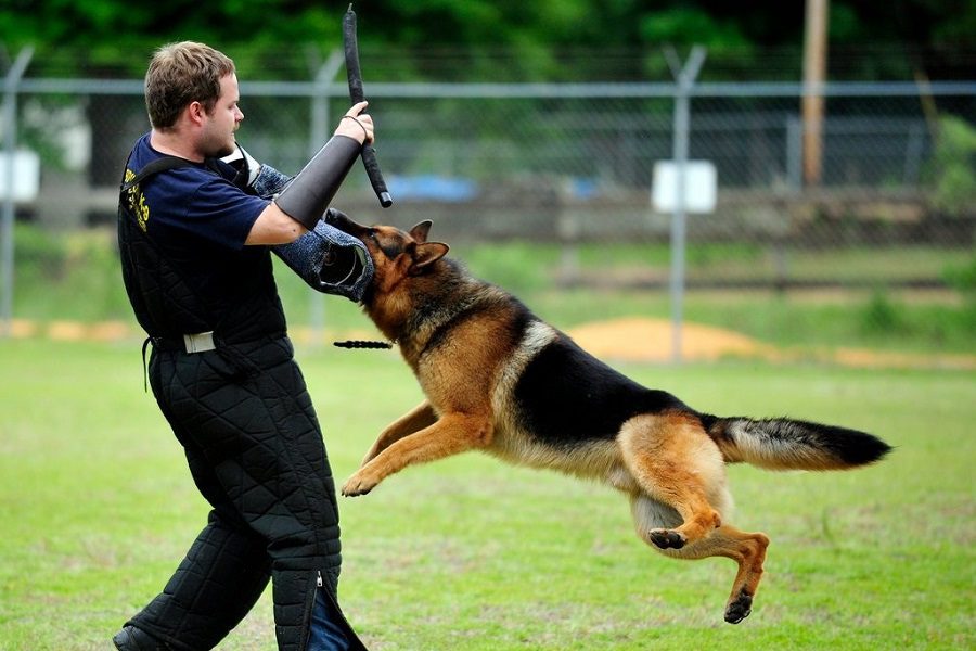 Will My German Shepherd Protect Me Without Training?