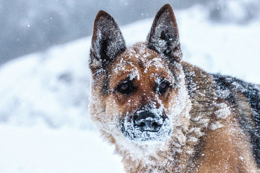 Here’s What You Should Know Before Playing Outside With Your German Shepherd In Winters