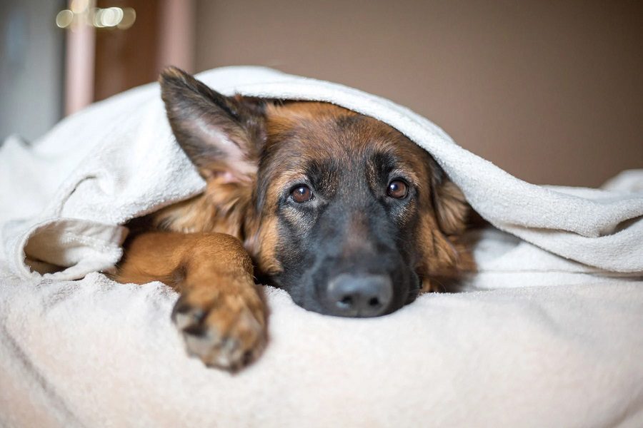 Keep German Shepherd Off Furniture With These Tips