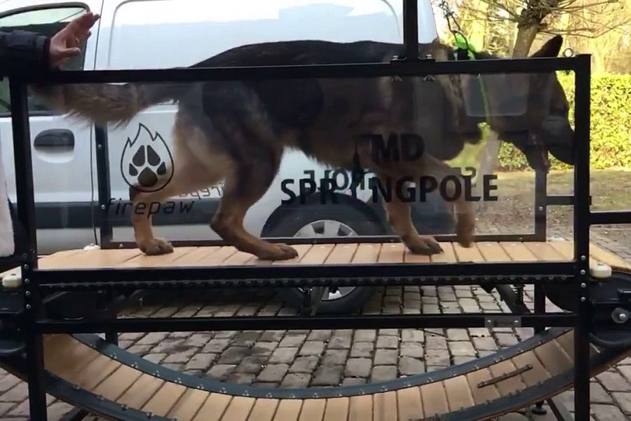 The Guide To Dog Treadmills For Shepherds
