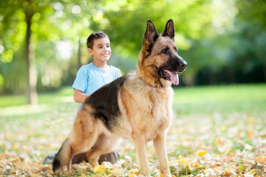 German Shepherds Loyalty - Where Do They Get It From?