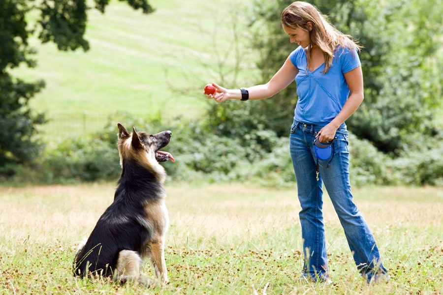 Put Your Pup In Check German Shepherd Obedience Training Basics