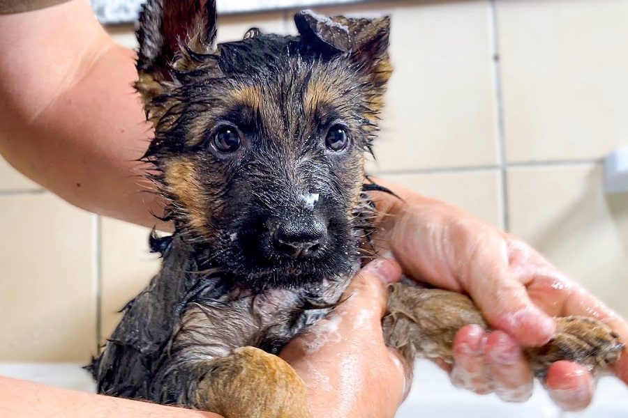 Bathing A German Shepherd Puppy Without Taking A Bath Yourself