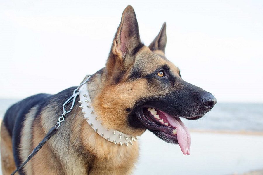 German Shepherd Leash & Collar Tips - Keep Your Pet By Your Side