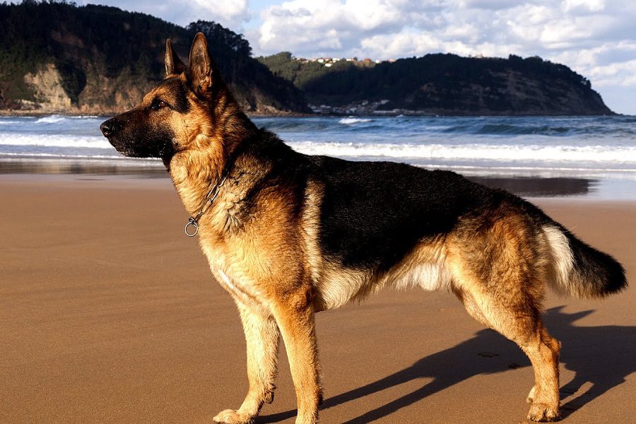 German Shepherd Health Issues: 4 Common Problems To Be Aware Of