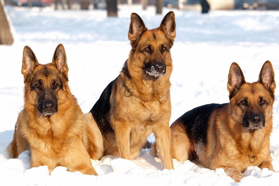 200+ German Shepherd Names For Your Beautiful Canine Friend