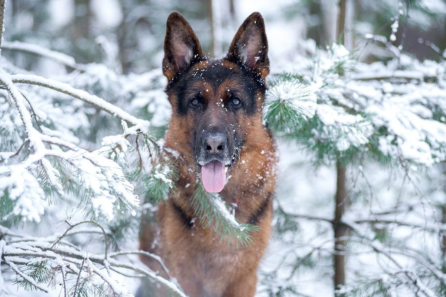 How Cold Is Too Cold For Your German Shepherd