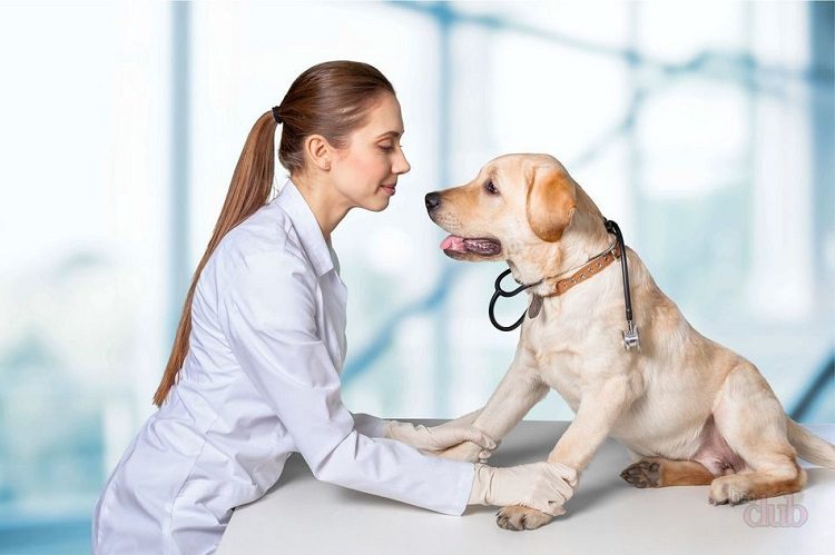 6 Easy Tips For Dog Health