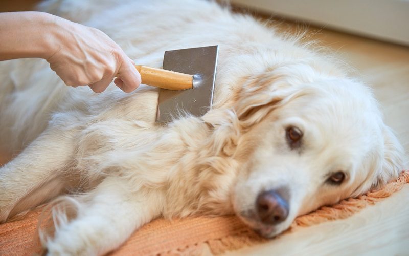 Why Is Brushing A Dog Important?