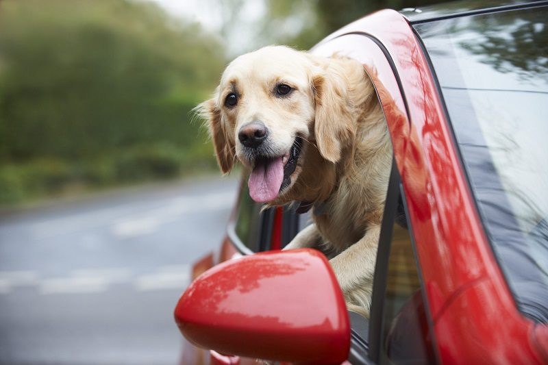 Tips For Traveling In A Car With Your Dog