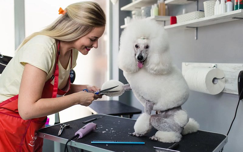 Ensure your dog is groomed