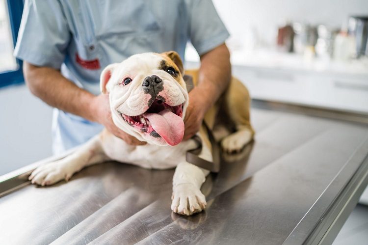 6 Reasons Why Your Pet May Need Emergency Care