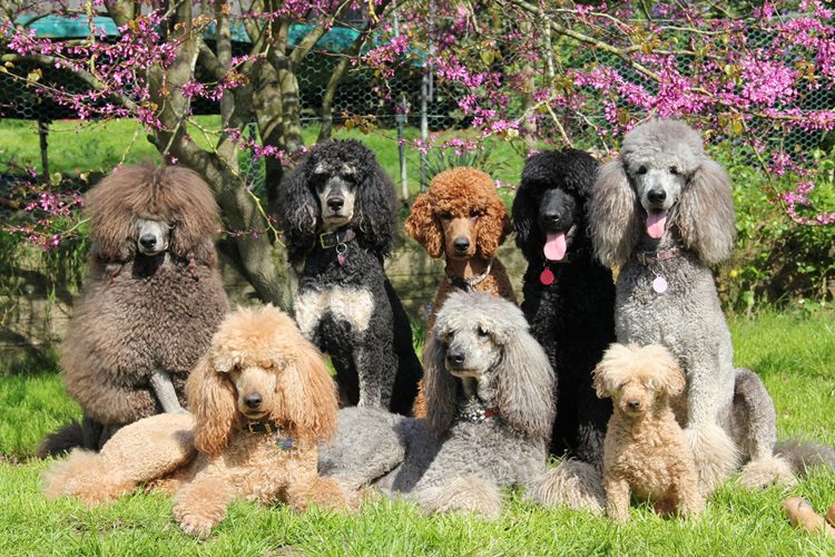 Different Poodles— And All Are Beautiful