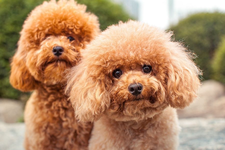 Poodle Hair Care: Tips & Tricks