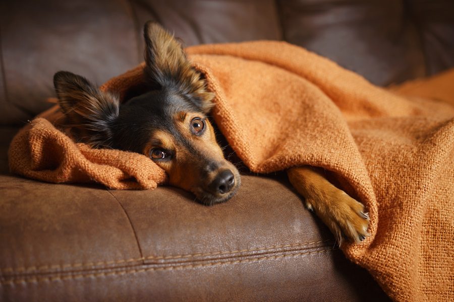 Everything You Need To Know About Dog Blankets