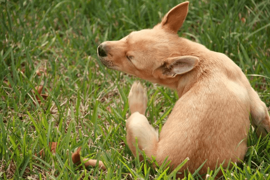 5 Pests Harmful To Your Dog And What To Do With Them