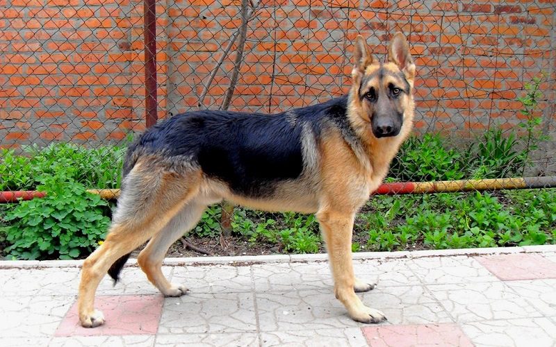 Byelorussian Shepherd dog
