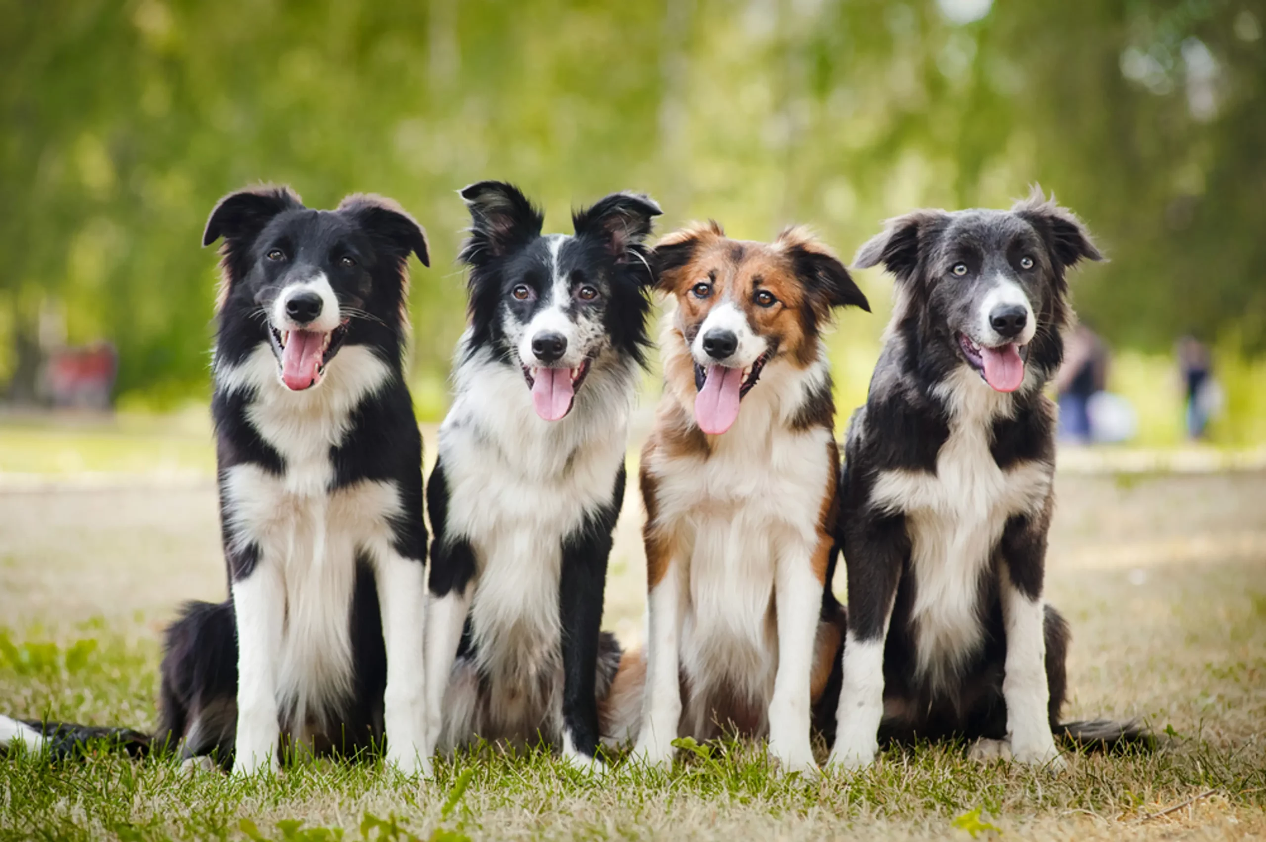 7 Best Dog Breeds For The Countryside