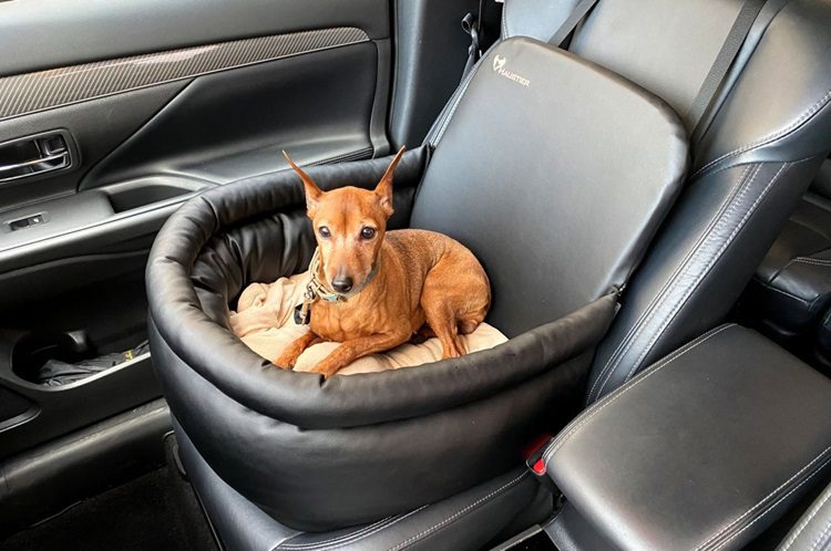 Why Is It Crucial To Purchase An Appropriate Dog Car Seat?